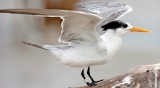 She wears my ring, say UK bird researchers