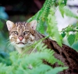 Asia’s small wild cat needs protection Asia’s small wild cat needs protection