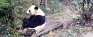 Chengdu Giant Panda  Research & Breeding Base