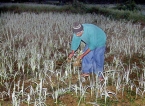 Rains ruin  vegetable cultivation