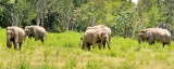 Human elephant conflict: Bunds and trenches could form a viable solution