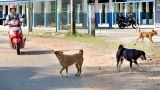 22 rabies death cause for alarm: Health Ministry