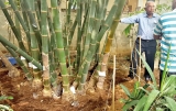 India-based green energy firm gets green light for bamboo venture in Vavuniya