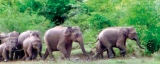 Despite efforts of the WLD the human-elephant conflict continues to take its toll
