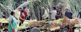 Thai Pongal -a celebration of nature’s bounty