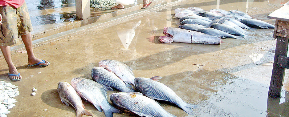 Chilaw fish market in a state of neglect