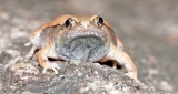Toxic frog joins elite endemic club Toxic frog joins elite endemic club