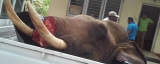 Photo focus: One by one our elephants fall Photo focus: One by one our elephants fall
