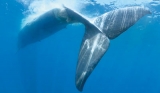 A whale of a problem; Saving sea giants or saving industry