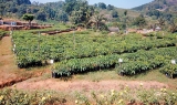 Cultivating rubber in the north Cultivating rubber in the north