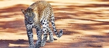 WNPS lecture: ‘The leopard in Sri Lanka’