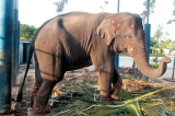 Wildlife officer connives to ‘relocate’ and sell captive baby elephants