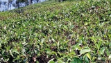 Tea production plummets