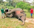Another majestic elephant felled