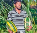 Sweet melon big hit in east to beat the heat