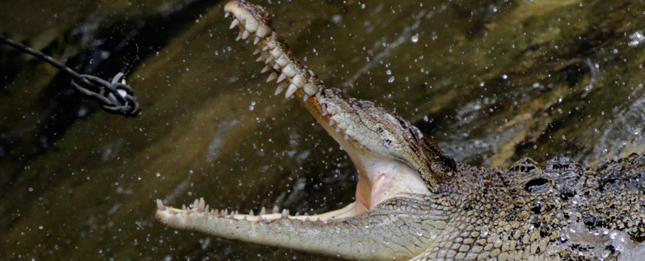 ‘Caught’ and then a hug for 7-foot croc!