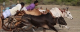 Activists take bull by the horns to stop cruel hackery races