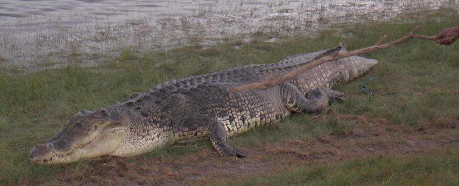 Big croc caught and dumped into lake