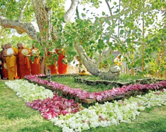 Lanka holds sole living link to Buddha’s enlightenment