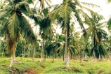 National Coconut Replanting Programme: An alarming scenario