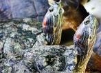 Cute terrapin import a major threat