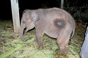 Raid-of-an-illegally-caught-wild-elephant-(c)-Animal-Welfare-Trust