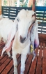Sri Lanka exports goats to Male