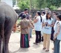 Jumbo job:  Veterinarians on round-the-clock  Esala Perahera duty