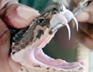 Study shows problems with snake antivenom