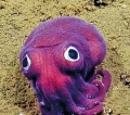 Researchers spot bizarre ‘googly-eyed’ stubby squid 900 feet down on the sea floor off California