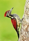 The red woodpecker is our very own
