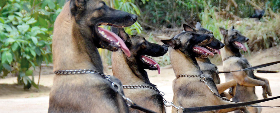 Four-legged juniors set for deadly mission