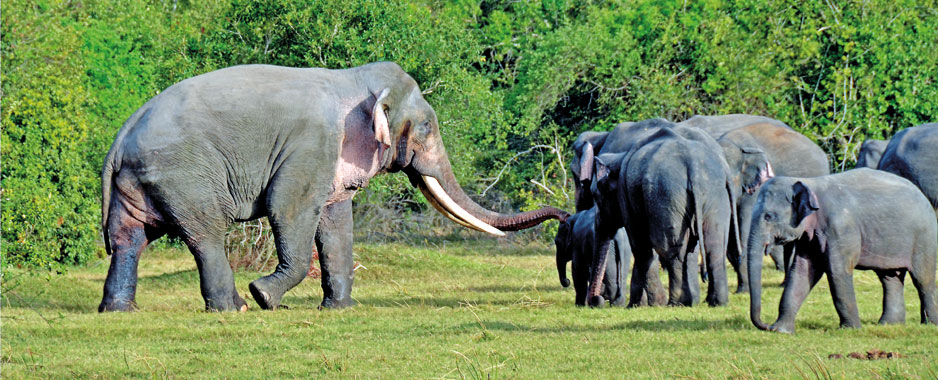 Living next door to elephants