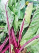 Leafy side dish, staple of  Lankan cuisine