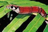 Sinharaja’s slithering new beauty