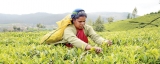 Greener pastures beckon Ceylon Tea estates