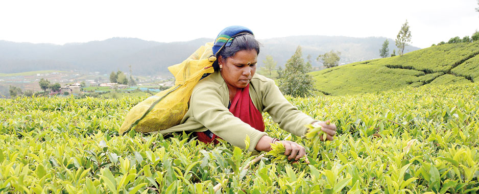 Greener pastures beckon Ceylon Tea estates