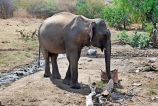 All day they search the barren waste for water