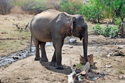 All day they search the barren waste for water