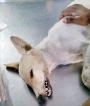 Dogs die of poisoning  in Puwakwatte