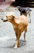 Huge stray dog numbers neuter rabies fight