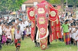 Perahera tusker felicitated