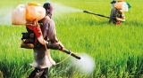 Weeding without glyphosate as a precautionary principle