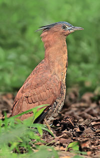 Malayan-Night-Heron-Copy