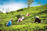 ‘Packed in Ceylon’ tag for blended Ceylon teas on the cards