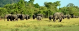 Elephantine appeal to  save the star of our wildlife