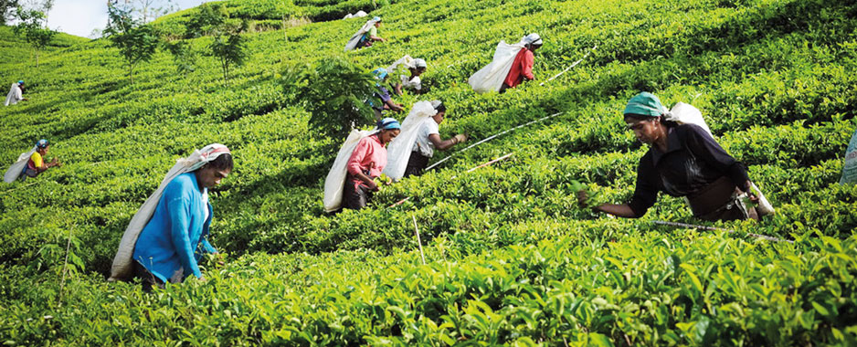 Cheap tea imports for blending will ruin Ceylon Tea brand and endanger industry, warns top producer