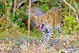 A glimpse of leopards in Yala