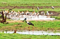 Forget the elephants, there’s a Black necked stork!