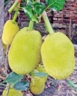 Jakfruit- the jackpot
